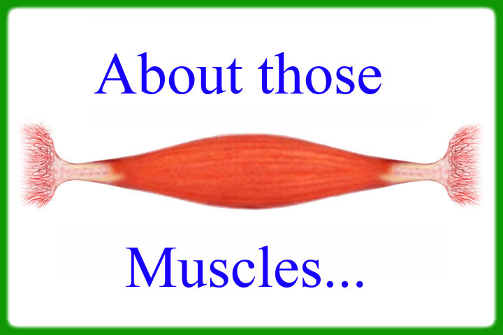 About those muscles